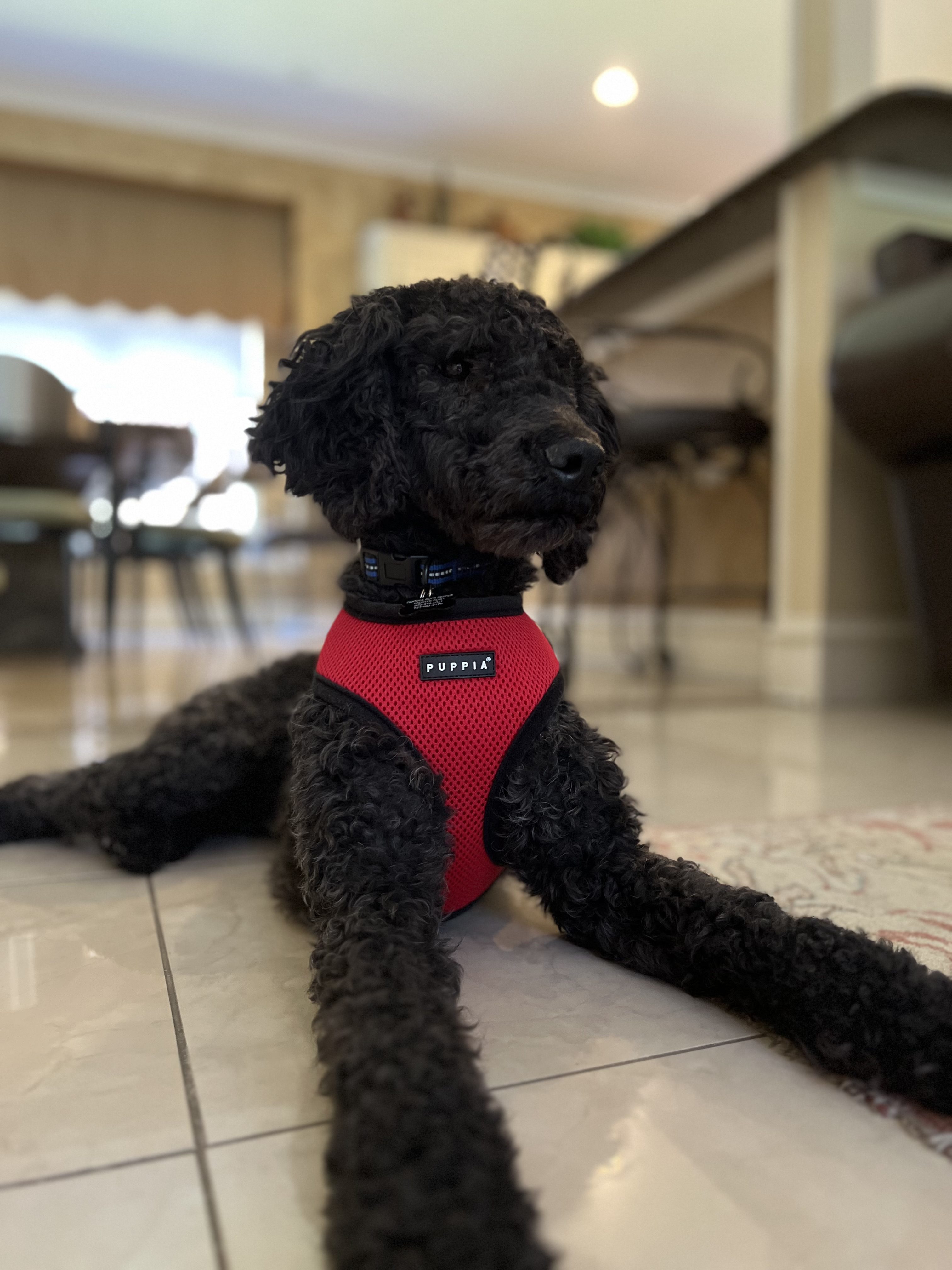 Doodle Rock Rescue Reviews! , 14 Goldendoodle Rescues: Your Resource ...
