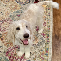 IMG_4871.jpeg peanut b