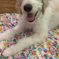 IMG_4943.jpeg peanut b