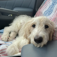 IMG_4967.jpeg peanut b