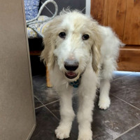 IMG_4969.jpeg peanut b