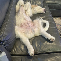 IMG_4997.jpeg peanut b