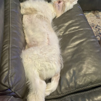 IMG_4998.jpeg peanut b