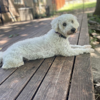 IMG_5263.jpeg krypto