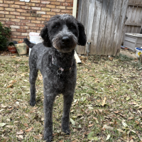 Screenshot 2026-02-12 at 9.07.17 PM