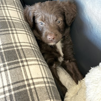 05337460-F771-4411-BFE3-DD04B3FAE2D6_1_105_c