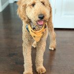 IMG_9040