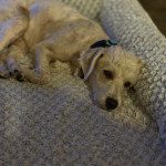 IMG_4667